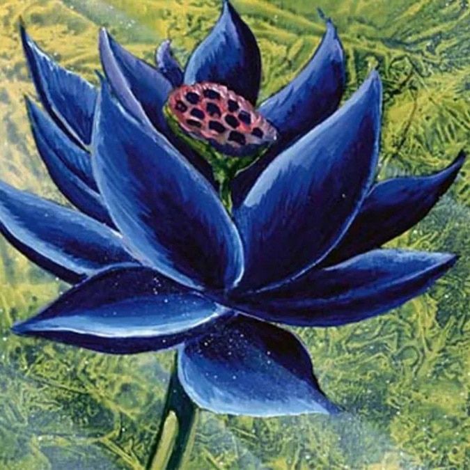 Black Lotus Panteoncito School